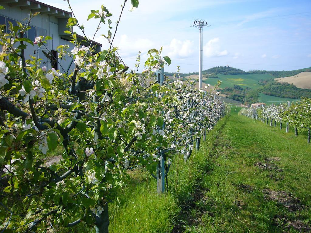 Agriturismo Fattoria Marchetti Hotel Montalto delle Marche Exterior foto